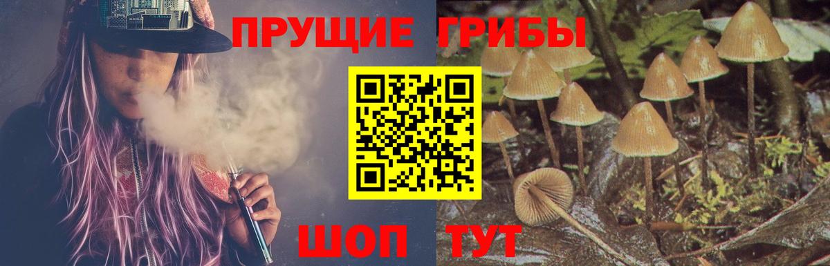Псилоцибиновые грибы Psilocybine cubensis Белорецк